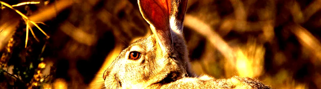 Jackrabbit