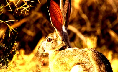 Jackrabbit