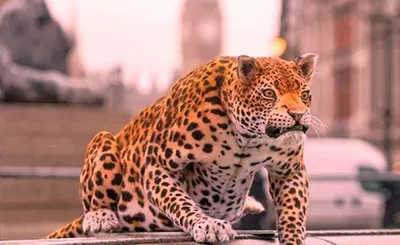 National Geographic Live!
