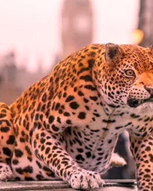 National Geographic Live!